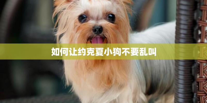 如何让约克夏小狗不要乱叫