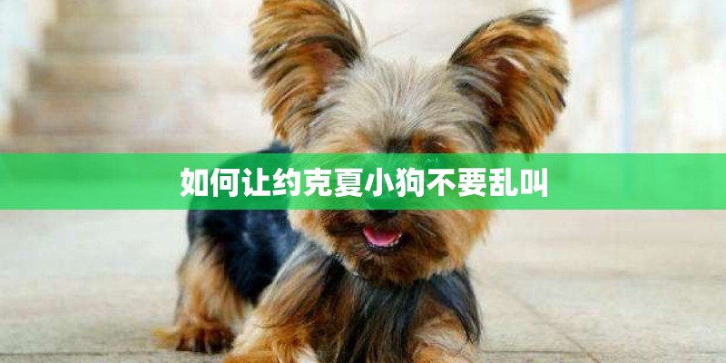 如何让约克夏小狗不要乱叫 如何让约克夏小狗不要乱叫
