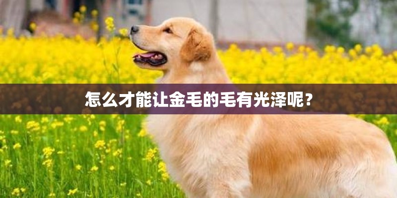 怎么才能让金毛的毛有光泽呢？