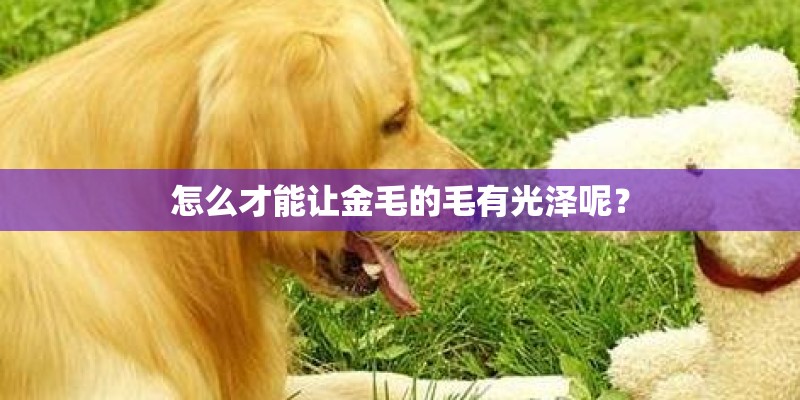 怎么才能让金毛的毛有光泽呢？