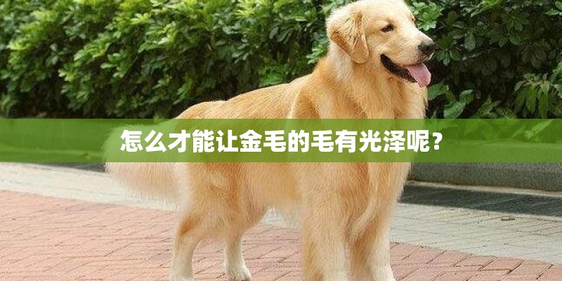 怎么才能让金毛的毛有光泽呢？
