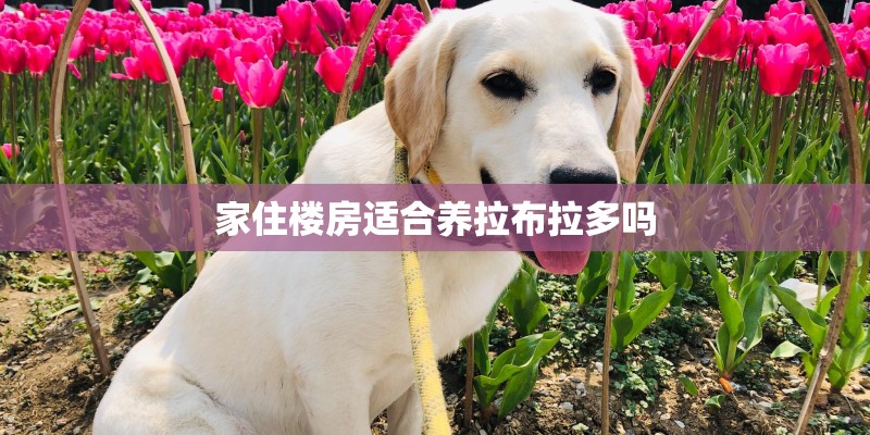 家住楼房适合养拉布拉多吗