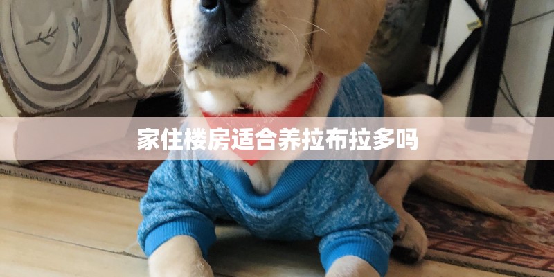 家住楼房适合养拉布拉多吗