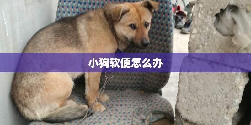 小狗软便怎么办