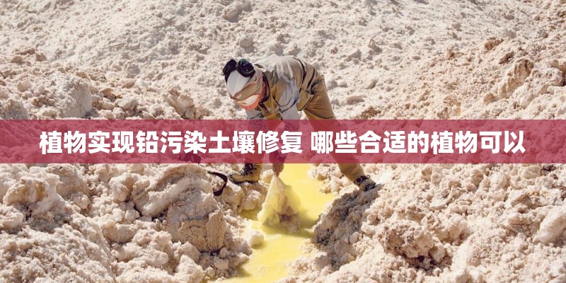 植物实现铅污染土壤修复 哪些合适的植物可以
