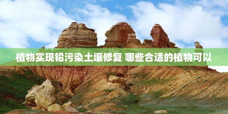 植物实现铅污染土壤修复 哪些合适的植物可以