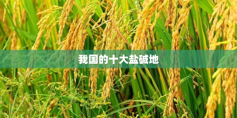我国的十大盐碱地