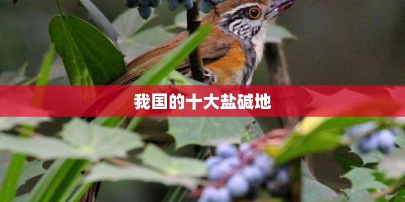 我国的十大盐碱地