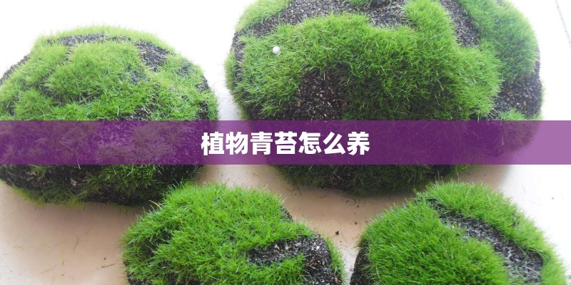 植物青苔怎么养