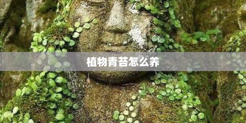 植物青苔怎么养