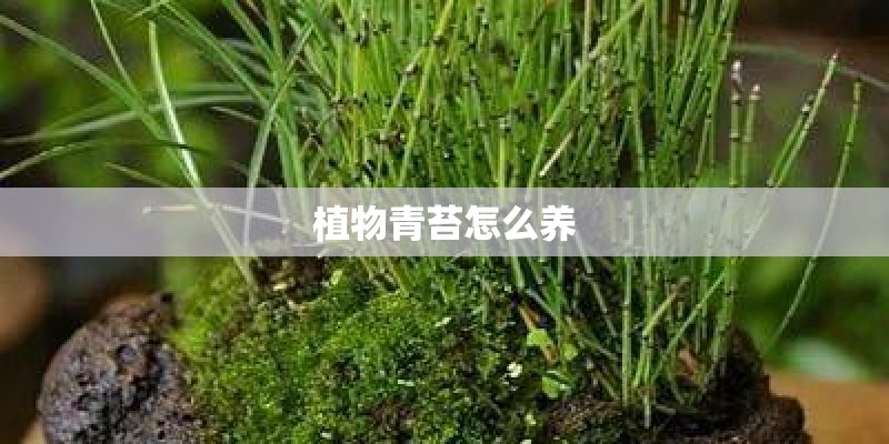 植物青苔怎么养