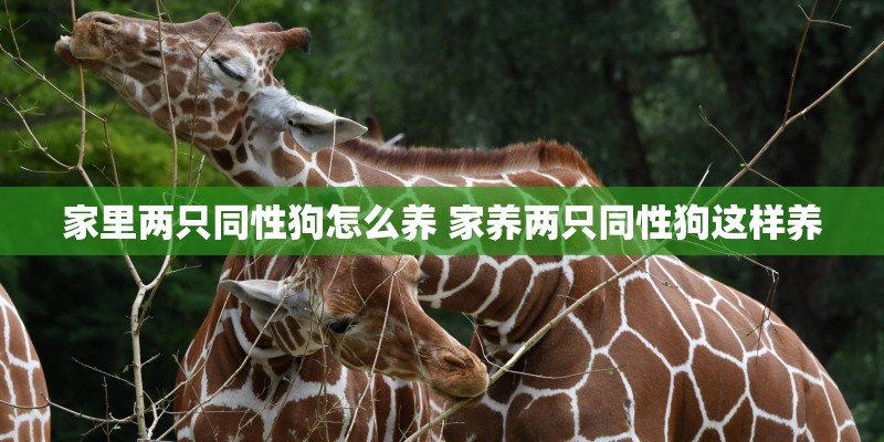 家里两只同性狗怎么养 家养两只同性狗这样养