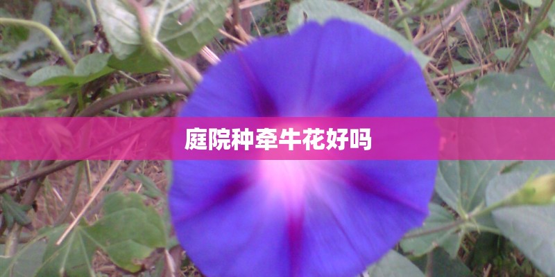 庭院种牵牛花好吗