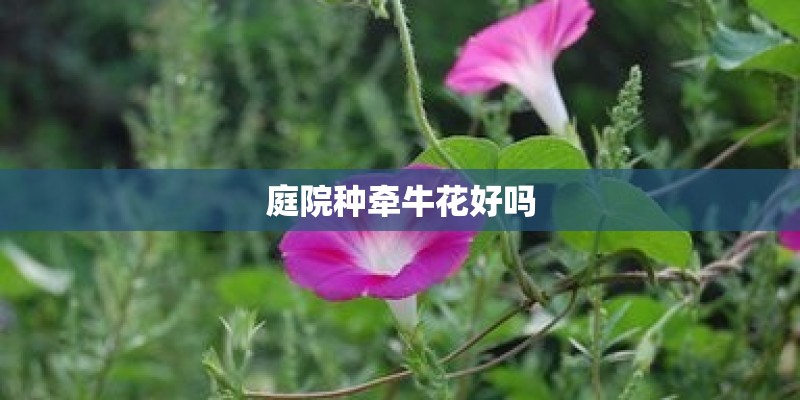 庭院种牵牛花好吗