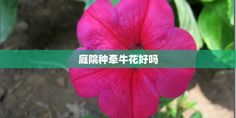 庭院种牵牛花好吗