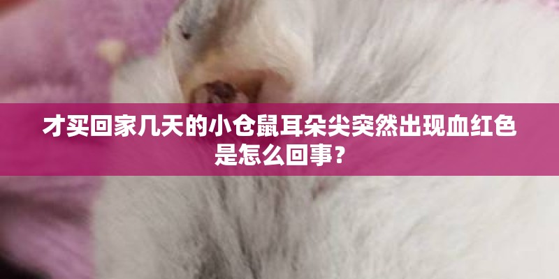 才买回家几天的小仓鼠耳朵尖突然出现血红色是怎么回事？