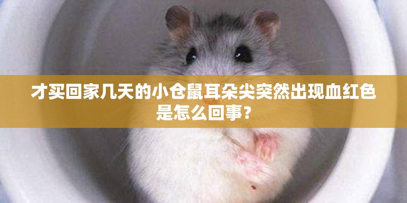 才买回家几天的小仓鼠耳朵尖突然出现血红色是怎么回事？