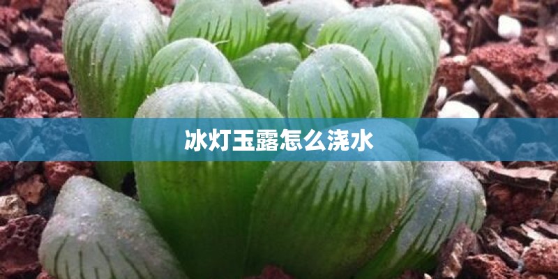 冰灯玉露怎么浇水