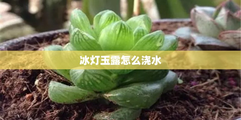 冰灯玉露怎么浇水