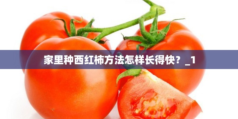 家里种西红柿方法怎样长得快？_1