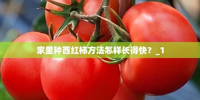家里种西红柿方法怎样长得快？_1