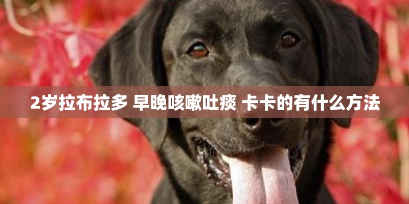 2岁拉布拉多 早晚咳嗽吐痰 卡卡的有什么方法