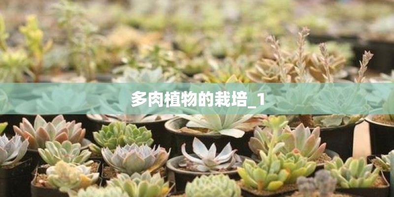 多肉植物的栽培_1