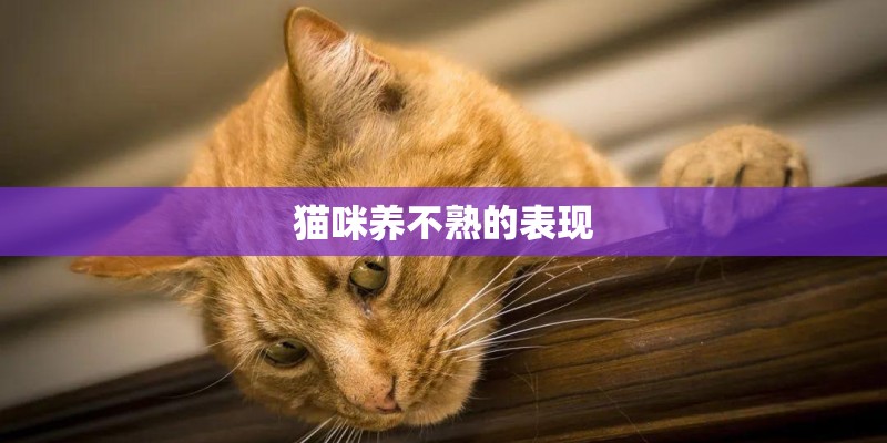 猫咪养不熟的表现
