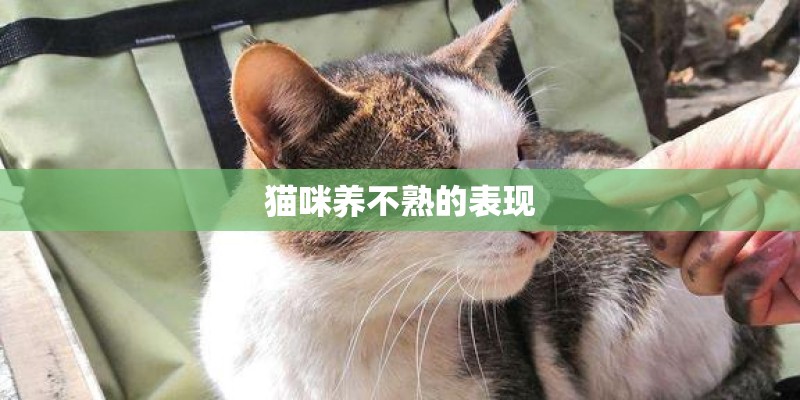 猫咪养不熟的表现