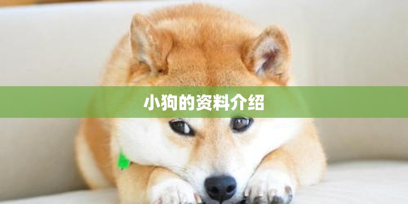小狗的资料介绍