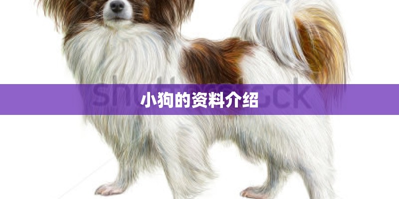 小狗的资料介绍