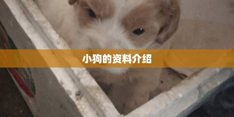 小狗的资料介绍