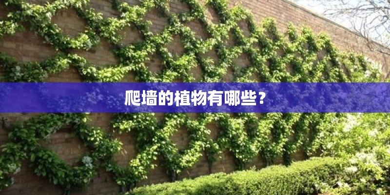 爬墙的植物有哪些？