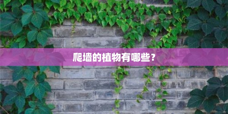 爬墙的植物有哪些？