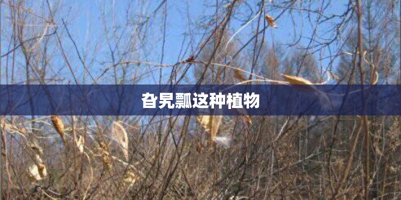旮旯瓢这种植物