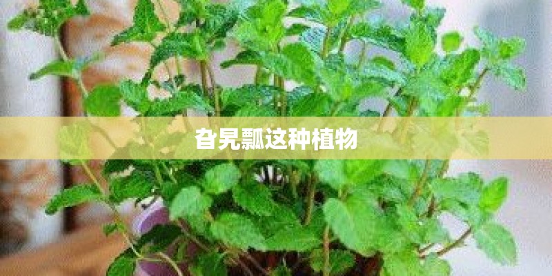 旮旯瓢这种植物