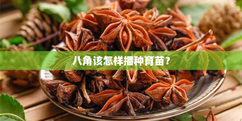 八角该怎样播种育苗？