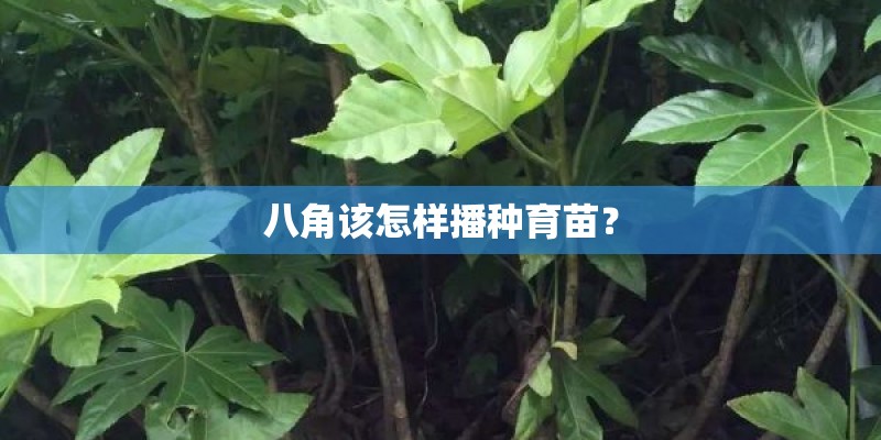 八角该怎样播种育苗？