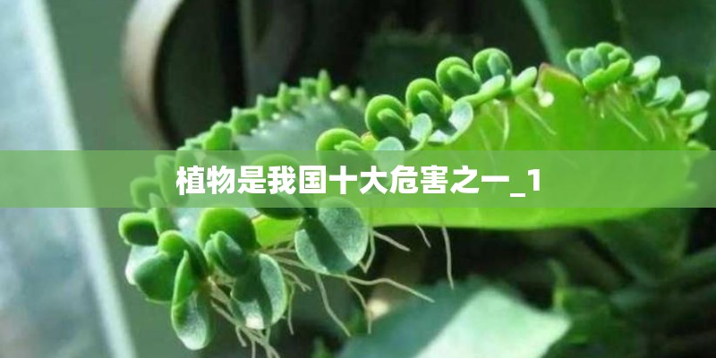 植物是我国十大危害之一_1