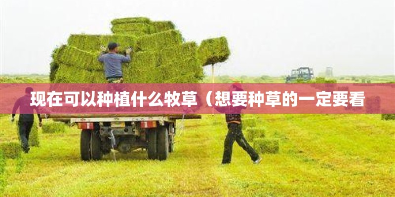 现在可以种植什么牧草（想要种草的一定要看