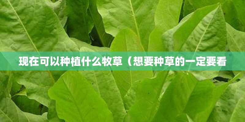 现在可以种植什么牧草（想要种草的一定要看