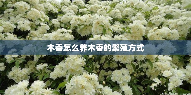 木香怎么养木香的繁殖方式
