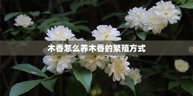 木香怎么养木香的繁殖方式