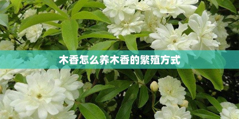 木香怎么养木香的繁殖方式