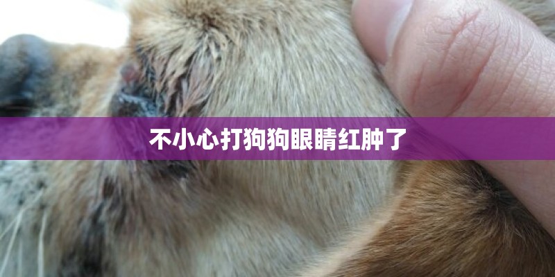 不小心打狗狗眼睛红肿了