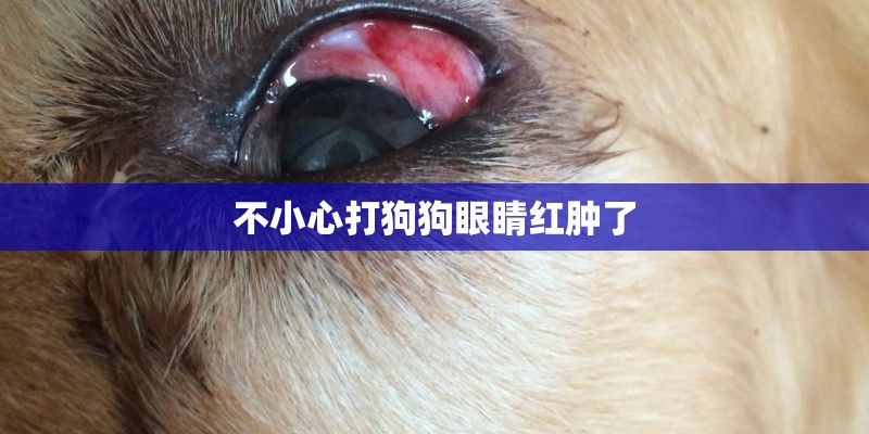 不小心打狗狗眼睛红肿了