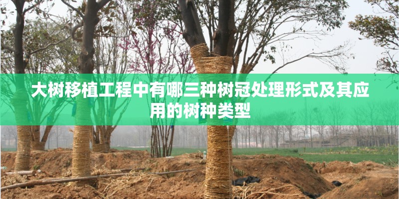大树移植工程中有哪三种树冠处理形式及其应用的树种类型