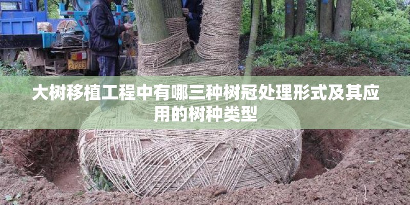 大树移植工程中有哪三种树冠处理形式及其应用的树种类型