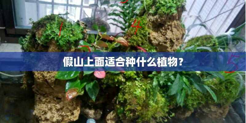 假山上面适合种什么植物？
