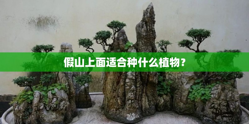 假山上面适合种什么植物？